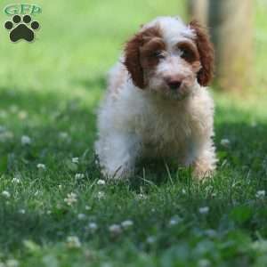 Pretzel, Cavapoo Puppy